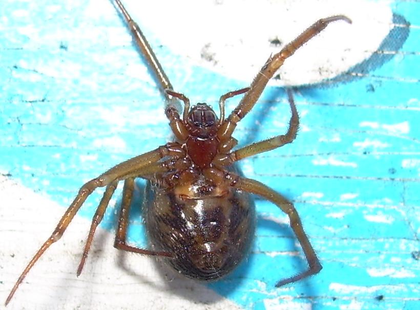 Steatoda nobilis